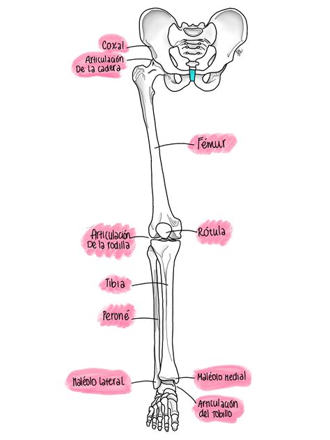 Anatomía Del Miembro Inferior Anatomia Y Fisiologia Humana Anatomia