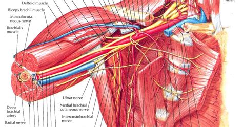Diagram Of Shoulder Muscles And Tendons Arm Anatomy Britannica