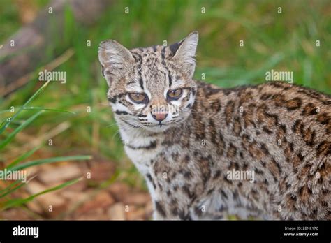 Male Oncilla Little Spotted Cat Leopardus Tigrinus Portrait