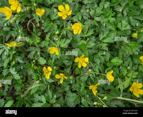 Creeping Buttercup In Bloom Ranunculus Repens Stock Photo Alamy