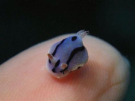 Pin By Just A Lil Dead Inside On Sea Bunnies Sea Slug Beautiful Sea