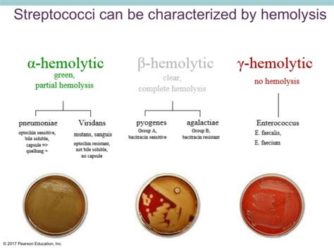 Lecture 7 Group A Strep 1a