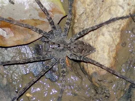 Indiana Spiders Pictures And Identification Green Nature Avenir