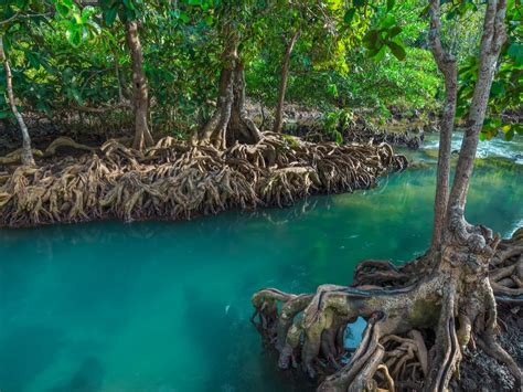 conservation education society mangroves of kenya