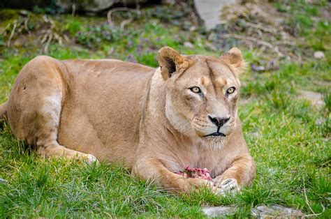 Lioness Female Lion Mammal Wild · Free Photo On Pixabay