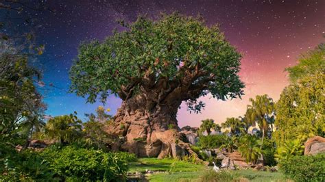 Absolute Best Rides At Animal Kingdom The Disney World Guide