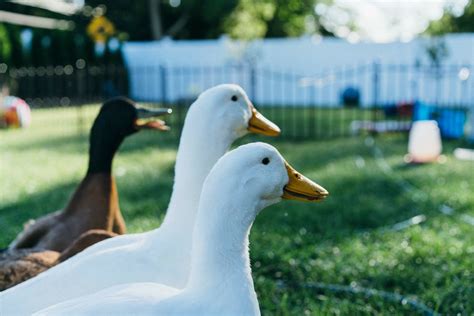 Do Mallard Ducks Make Good Pets Pet Spares