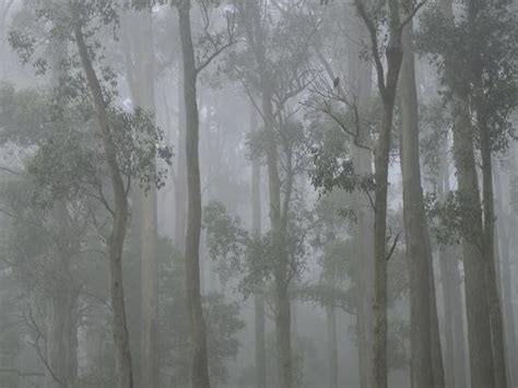 This video is about top 7 budget friendly kid's room makeover ideas along with kid's room decoration ideas and room tour. Mountain Ash Forest in Fog, Dandenong Ranges National Park ...