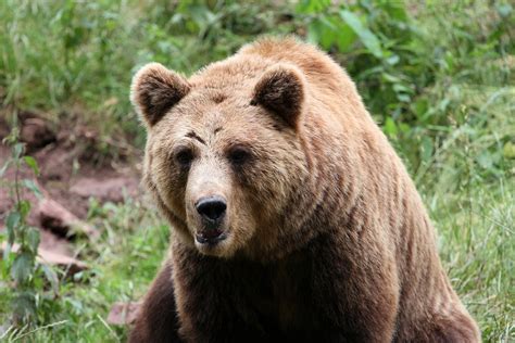 Free Photo Bear Brown Bear Mammals Animals Free Image On Pixabay