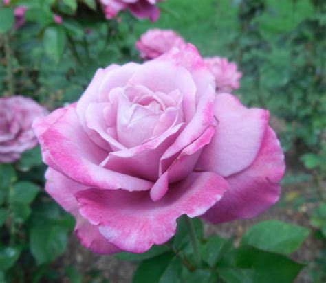 Read along to learn how to grow basil, including tips for harvesting that will create full, prolific basil plants to enjoy all season long. Raleigh Rose Garden - Variegated Roses - The Gardening Cook