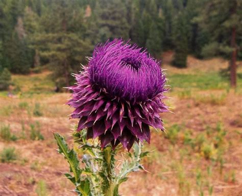 I tried my best to find flowers can be planted across the united states, or have regional cultivars designed for different my butterfly bush in a pot attracted hummingbirds bees and butterflies. 17 Best images about Northern New Mexico Wildflowers on ...