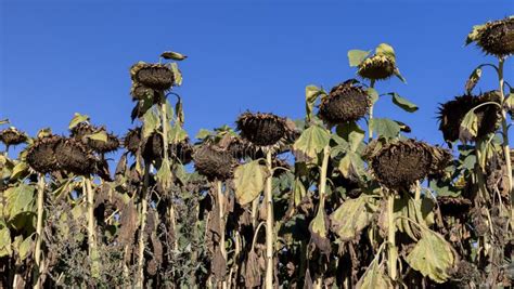 Sunflower Field With Faded Flowers In Late Summer Stock Photo Image