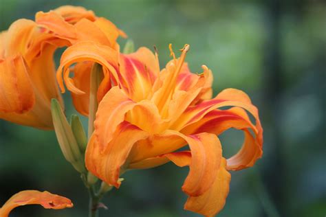 Double Orange Tiger Lily Backyard Plants