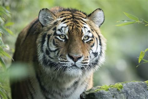 Endangered Amur Tiger Arrives At Marwell Zoo Discover Animals