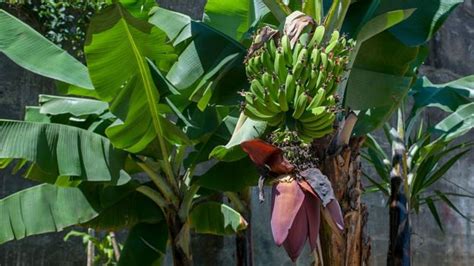 Do We Need To Worry About Banana Blight Bbc News