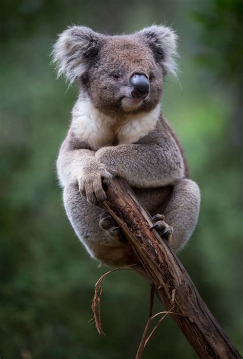 From 500px Cute Animal Pictures Big Animals Koala
