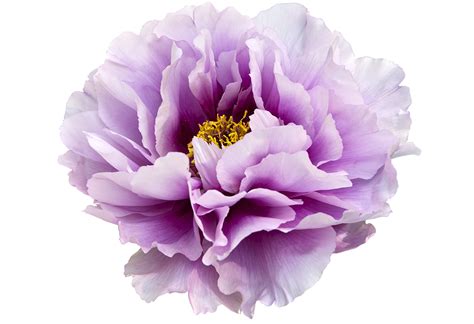 Free Peony Cliparts Download Free Peony Cliparts Png