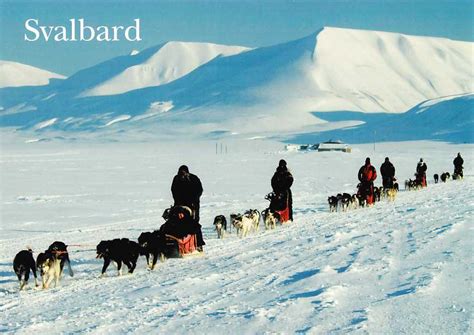 Photo Svalbard Sled Dogs Nt 241 National Festivals And Traditions