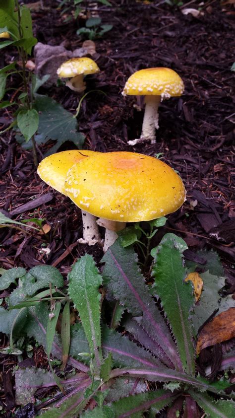 Can Anyone Identify These Bright Yellow Mushrooms Mushroom Hunting