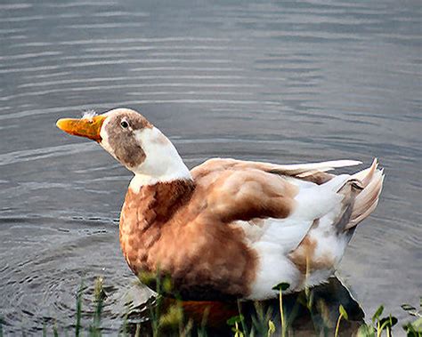 Brown Duck In Pond Photograph By Lisa Williams Pixels