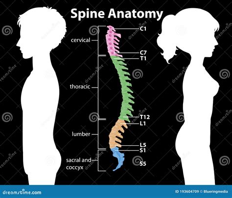 Anatomy Of The Spine Or Spinal Curves Infographic Stock Vector