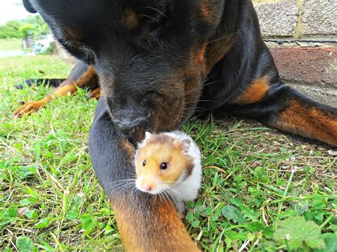 Rottweiler Befriends Tiny Hamster Picture Animal Kingdoms Odd