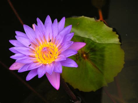 Purple Lotus Flower Flower Hd Wallpapers Images