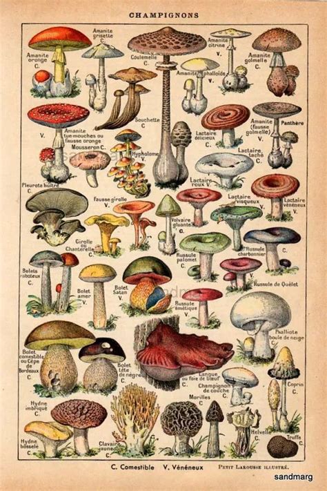23 Best Edible Mushrooms Images On Pinterest Edible
