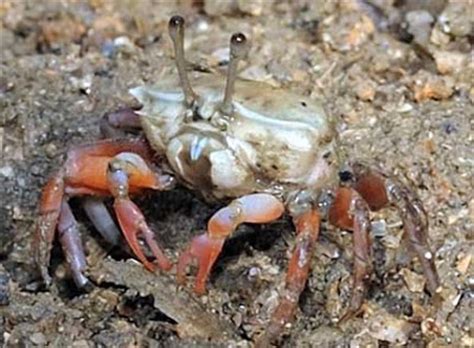 You can take a carb fishing tip in vancouver, canada which. wildfilms: Fiddler crabs
