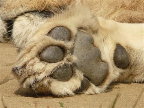 African Lion Paw Taken At Colchester Zoo Christopher Baker Flickr