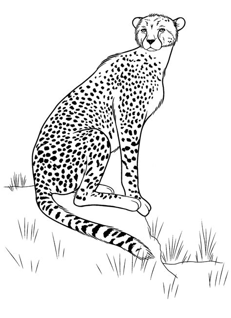 Coloring Page Cheetah On The Hunt