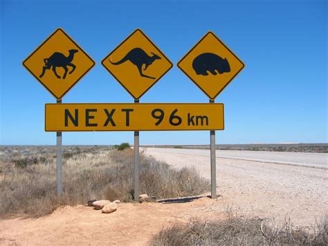 Roadkill In Australia Australian Road Signs Australia Australia Travel