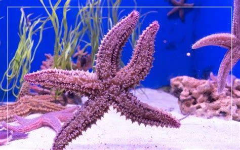 What Do Starfish Eat Feeding And Diet