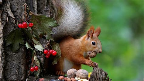 Brown Squirrel On Tree Trunk Eating Nuts Hd Animals Wallpapers Hd