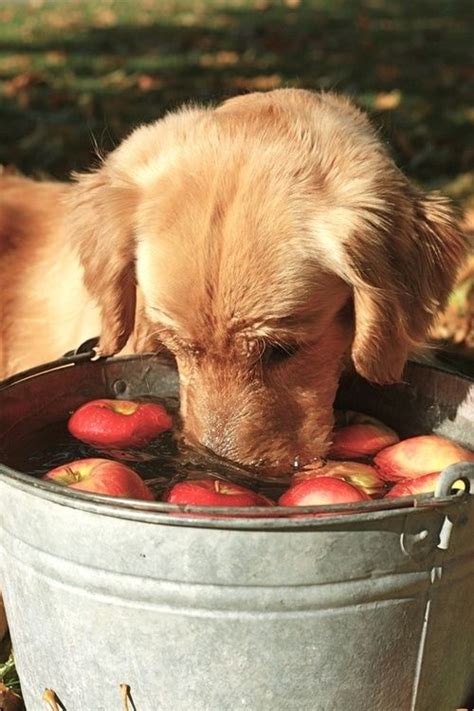 Maybe you would like to learn more about one of these? Regular Dog Nutrition: The Importance of Water to Dogs | WishForPets