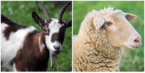 Sheep And Goat Seminar Walkers Farm Home And Tack
