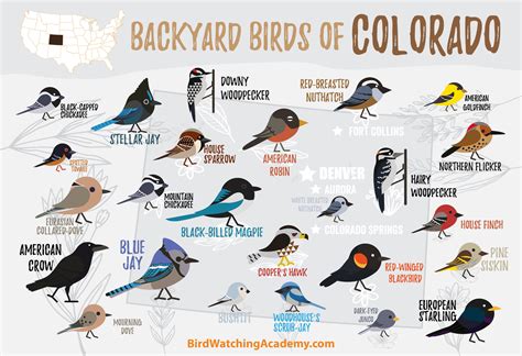 Backyard Birds Of Colorado Bird Watching Academy