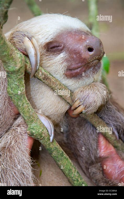 Hoffmanns Two Toed Sloth Choloepus Hoffmanni Sleeping Stock Photo
