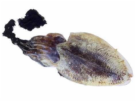 I want to know if you can do a drawing using real squid ink! Crafting Cocktails with Squid Ink - Chilled Magazine