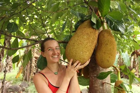 How To Grow Jackfruit Plant Instructions