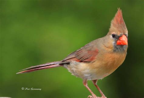 9 Birds That Look Like Cardinals But Are Not With Side By Side Photos
