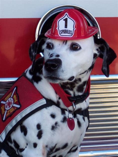 116 Best Images About Firefighters Firehouse Dogs And Dalmatians On