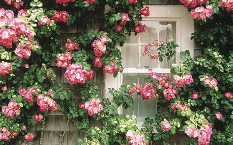 Windows Flower Wallpaper Wallpapersafari