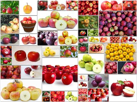 53 Different Types Of Apple Varieties You Need To Know Types Of All