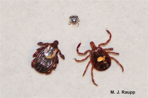 A Trio Of Trouble Just In Time For Summer Blacklegged Ticks Ixodes