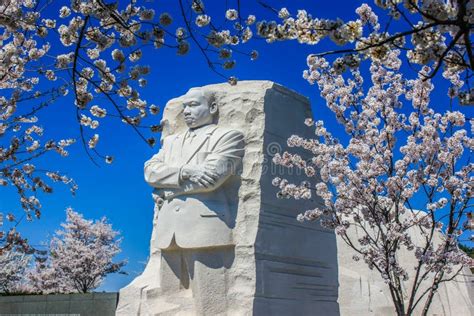 Martin Luther King Jr Memorial E Cherry Blossoms Na Mola Imagem De