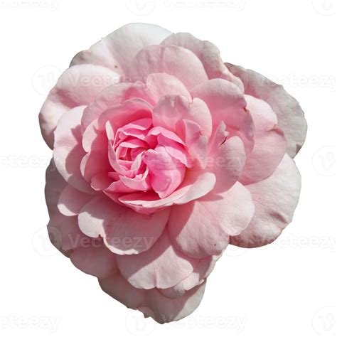 Beautiful Soft Pink Rose Flower 12996222 Png