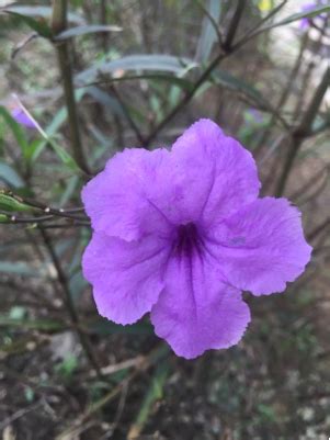 The lowland rainforests and mountain rain forests provide suitable environmental conditions for the growth of a broad range of native plants. identification - What is this purple flower growing in ...