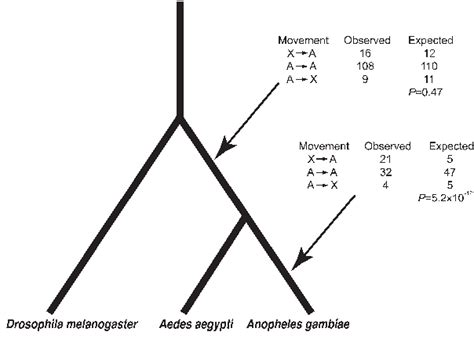 Figure 2 From Retrogenes Reveal The Direction Of Sex Chromosome Evolution In Mosquitoes