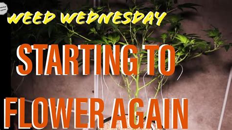 Starting To Flower Again Weed Wednesday Indoor Garden Update Youtube